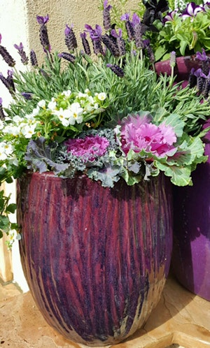 Potted arrangement by Shane