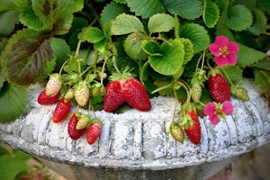 Potted Strawberries