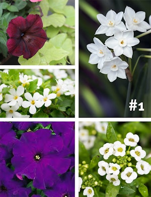 Fall Flower Container Garden Recipe 1