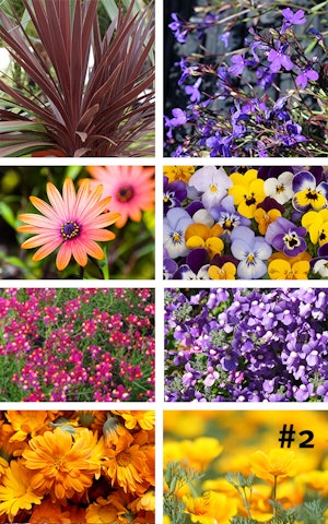 Fall Flower Container Garden Recipe 2