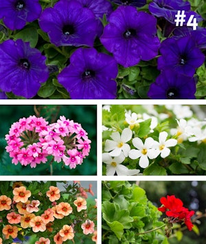Fall Flower Container Garden Recipe 4