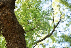 chinese elm tree summerwinds arizona