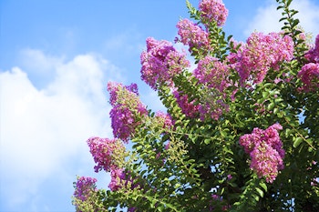 pink flowering ornamental tree summerwinds arizona