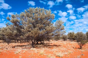 mulga tree in desert summerwinds arizona