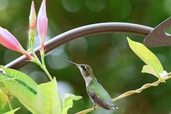 flowering vine with hummingbird summerwinds arizona