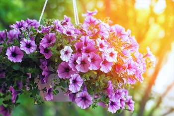 petunias in hanging baskets summerwinds arizona