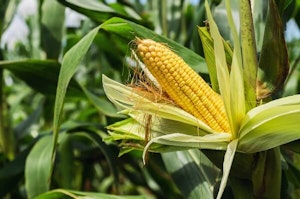 Growing Corn