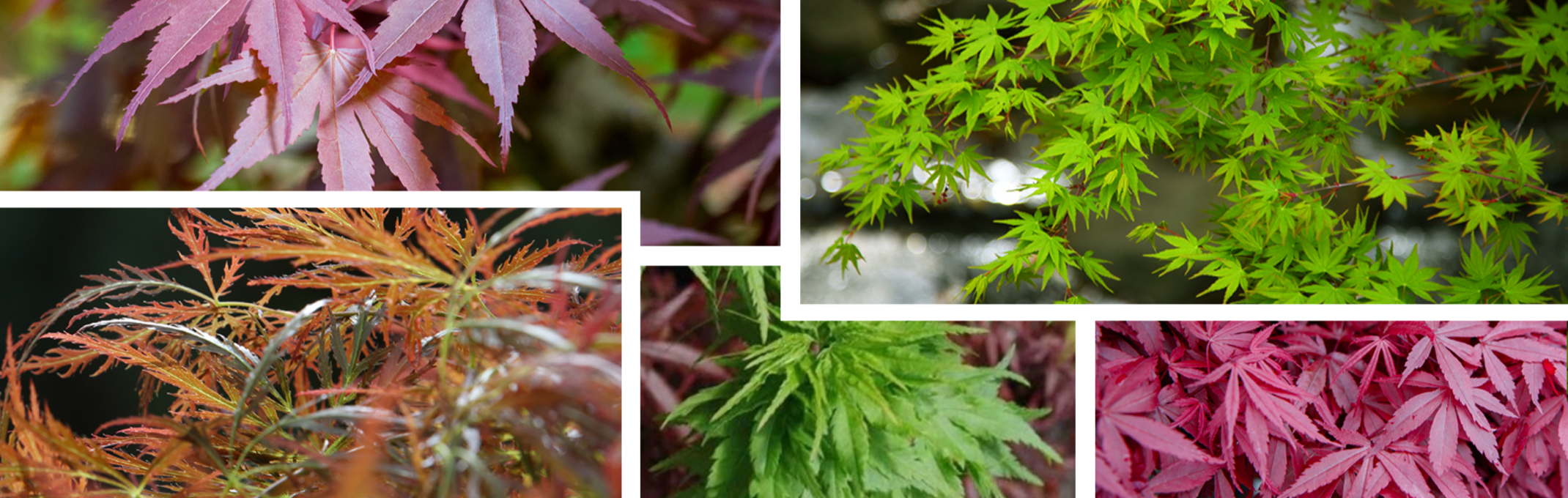Japanese Maples