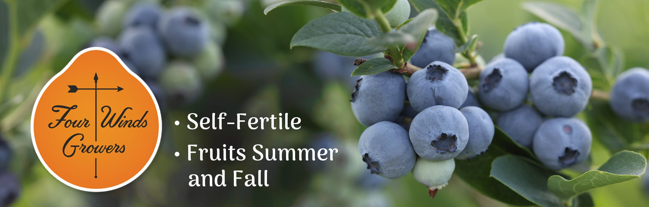 blueberries with 4 winds growers logo and self-fertile and fruites summer and fall bullets listed