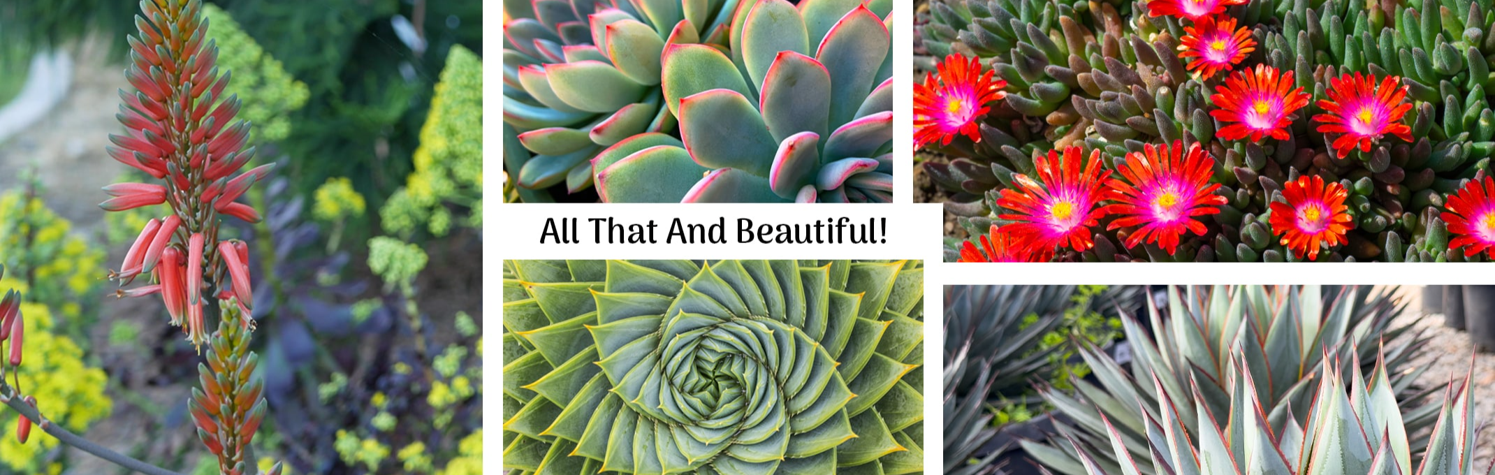 low water and fire safe plants, yucca, succulents, aloe, ice plants and agave
