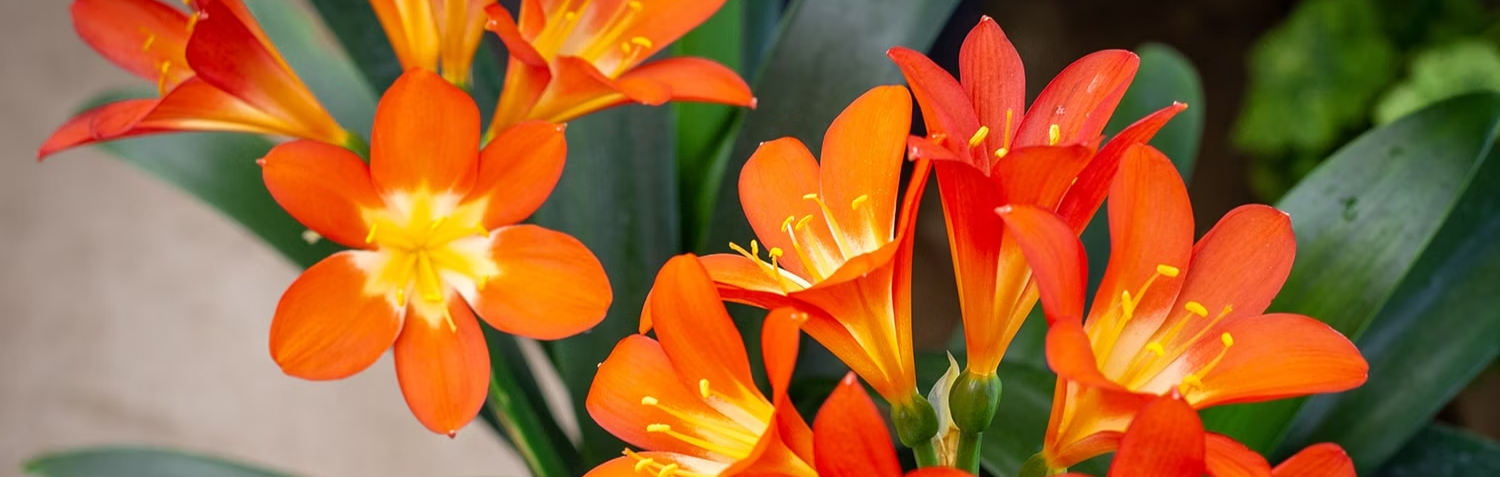 clivias perennials