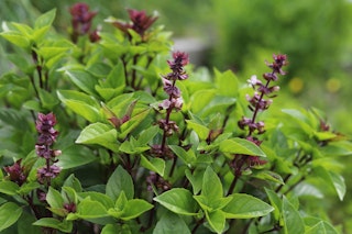 thai basil herb