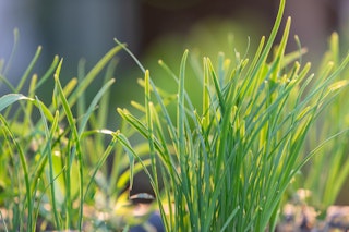 chives herb