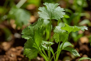 cilantro herb