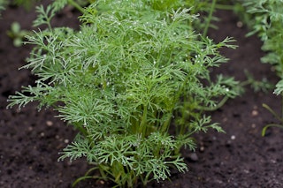 dill herb