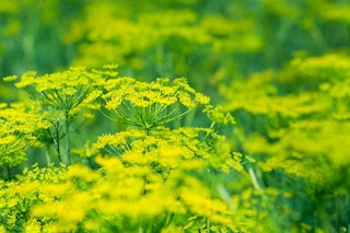 fennel herb