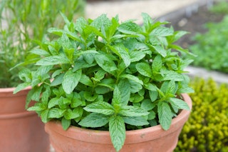 mint herb potted in terra cotta planter
