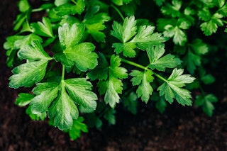 parsley herb