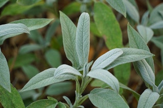 sage herb