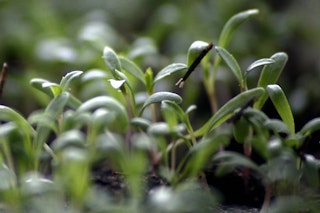 tarragon herb