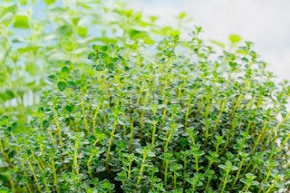 thyme herb