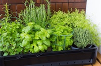 Herbs in container growing outdoors