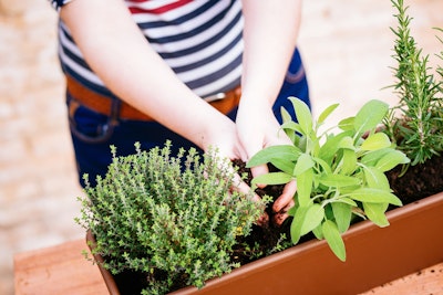 herbs planted in container thyme sage and rosemary with person holding soil in the middle of the herbs