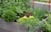 raised bed herb garden