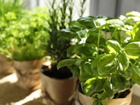 assorted herbs grown in containers indoors