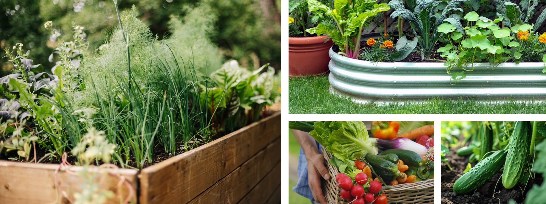 organic gardening raised beds wood and aluminum, cucumbers, basket or fresh grown produce