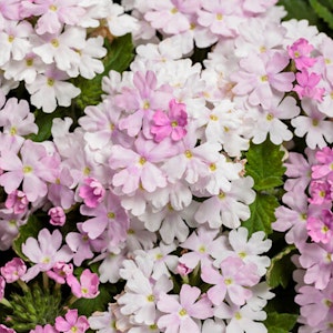 A closeup of Superbena Pink Cashmere Verbena blooms by Proven Winners.