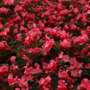 A closeup of surefire rose begonia plant by Proven Winners.
