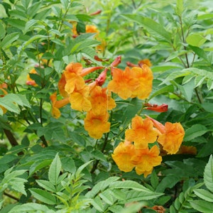 A closeup of Chicklet Orange Esperanza Tecoma plant growing in the garden by Proven Winners.