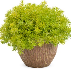 Potted lemon coral sedum.