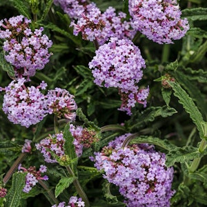 A closeup of Meteor Shower Verbena plant from Proven Winners.