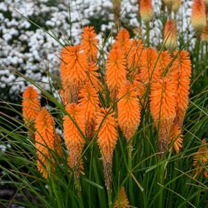 Pryomania Orange Blaze Red Hot Poker plant growing in the garden by Proven Winners.