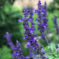 A closeup of Rockin' Playin' the Blues Salvia from Proven Winners.