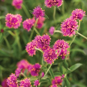 Truffula™ Pink Globe Amaranth growing in the garden by Proven Winners.