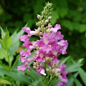 A closeup of El Nino Desert Orchid growing in the garden by Proven Winners.