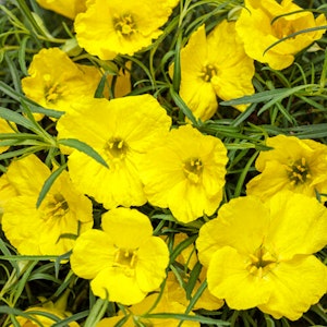A closeup of Ladybird Sunglow Texas Primrose plant by Proven Winners.