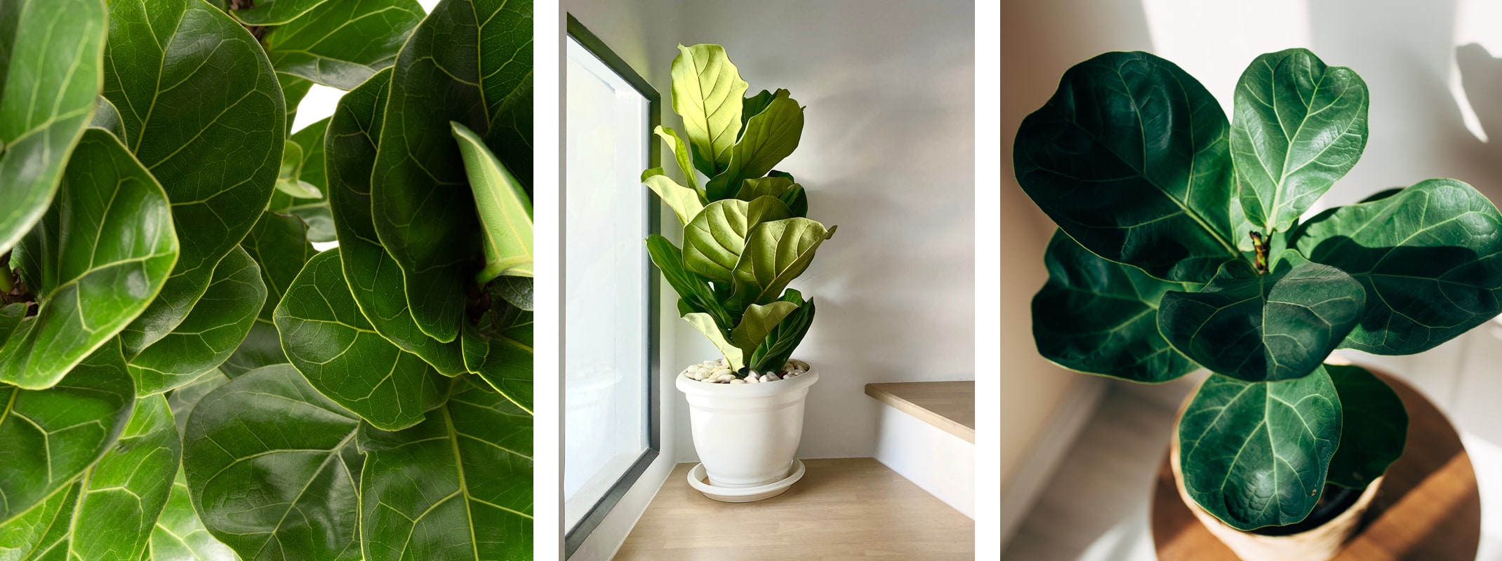 fiddle leaf fig houseplant close up, in full view at the foot of the stairs and an overhead view