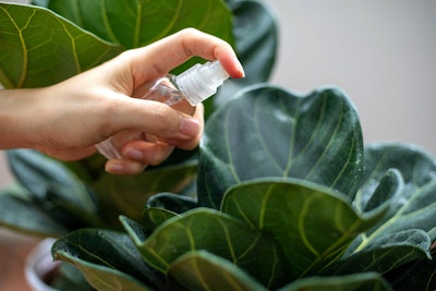 fiddle leaf fig houseplant woman spritzing a fiddle leaf fig houseplant