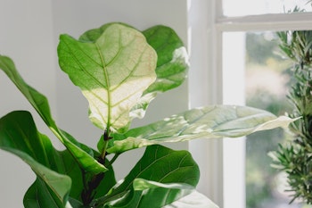 fiddle leaf fig houseplant in the window