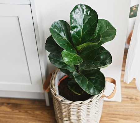 fiddle leaf fig houseplant in wicker planter fiddle leaf fig houseplnat in wicker planter