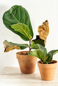 damaged fiddle leaf fig houseplant damaged fiddle leaf fig houseplant