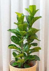 fiddle leaf fig houseplant fiddle leaf fig houseplant next to window
