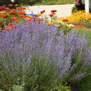 'Denim 'n Lace' Russian Sage growing in the garden by Proven Winners.