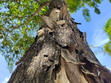 tree with bark peeling off