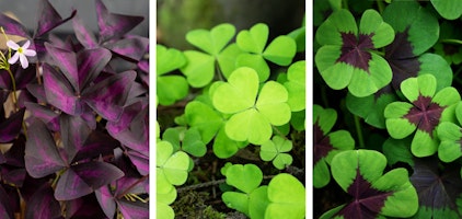 assorted varieties of oxalis, purple, green and green with purple
