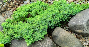 japanese garden juniper with large rocks surround it